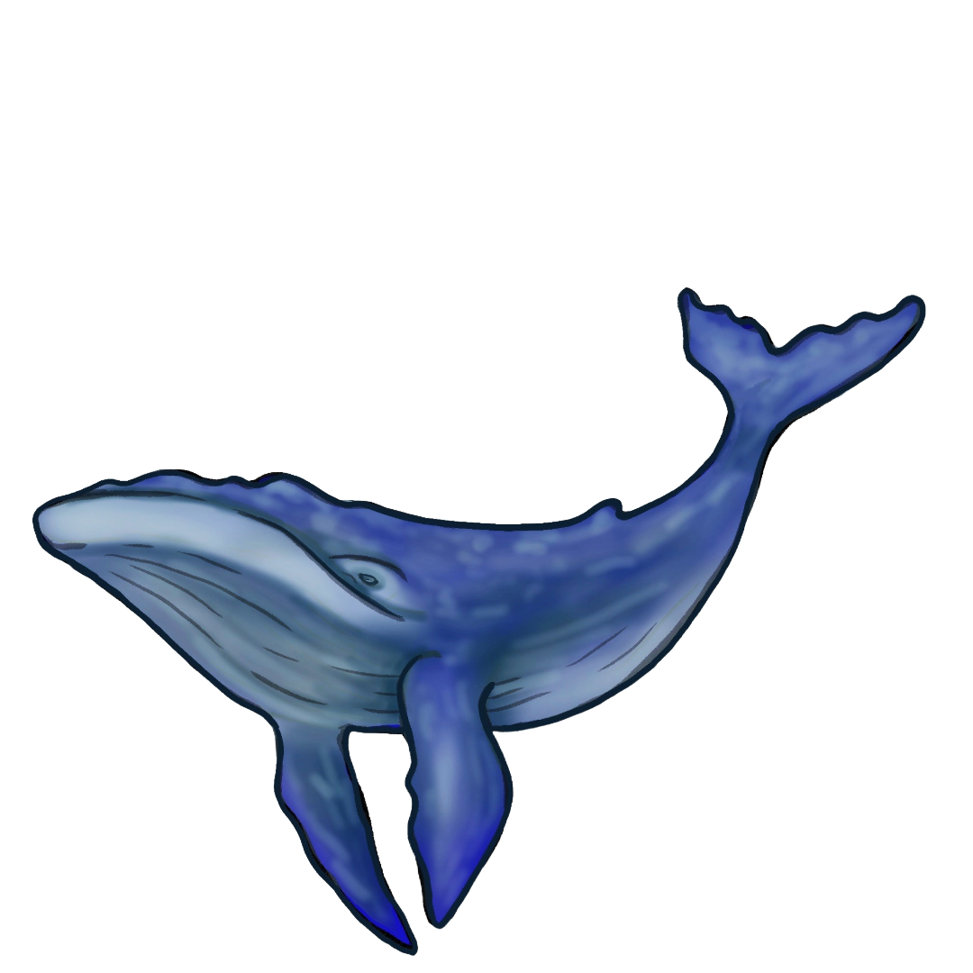 Ballena Capital